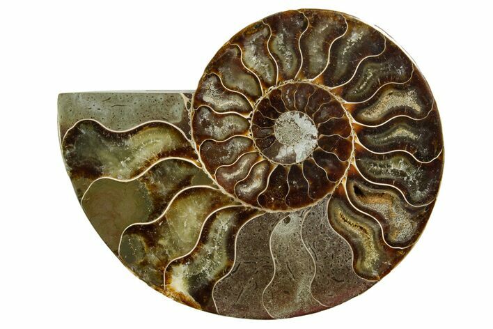 Cut & Polished Ammonite Fossil (Half) - Madagascar #369590